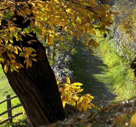 Der Keschtnweg im Herbst