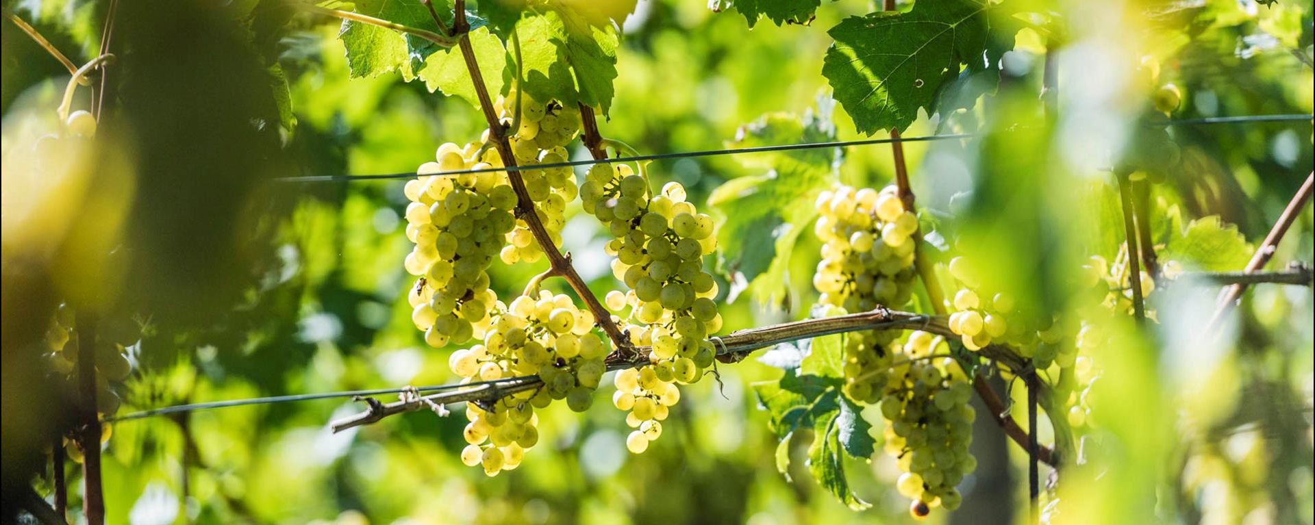 klausen-wein-eisacktalwein_hannes-niederkofler
