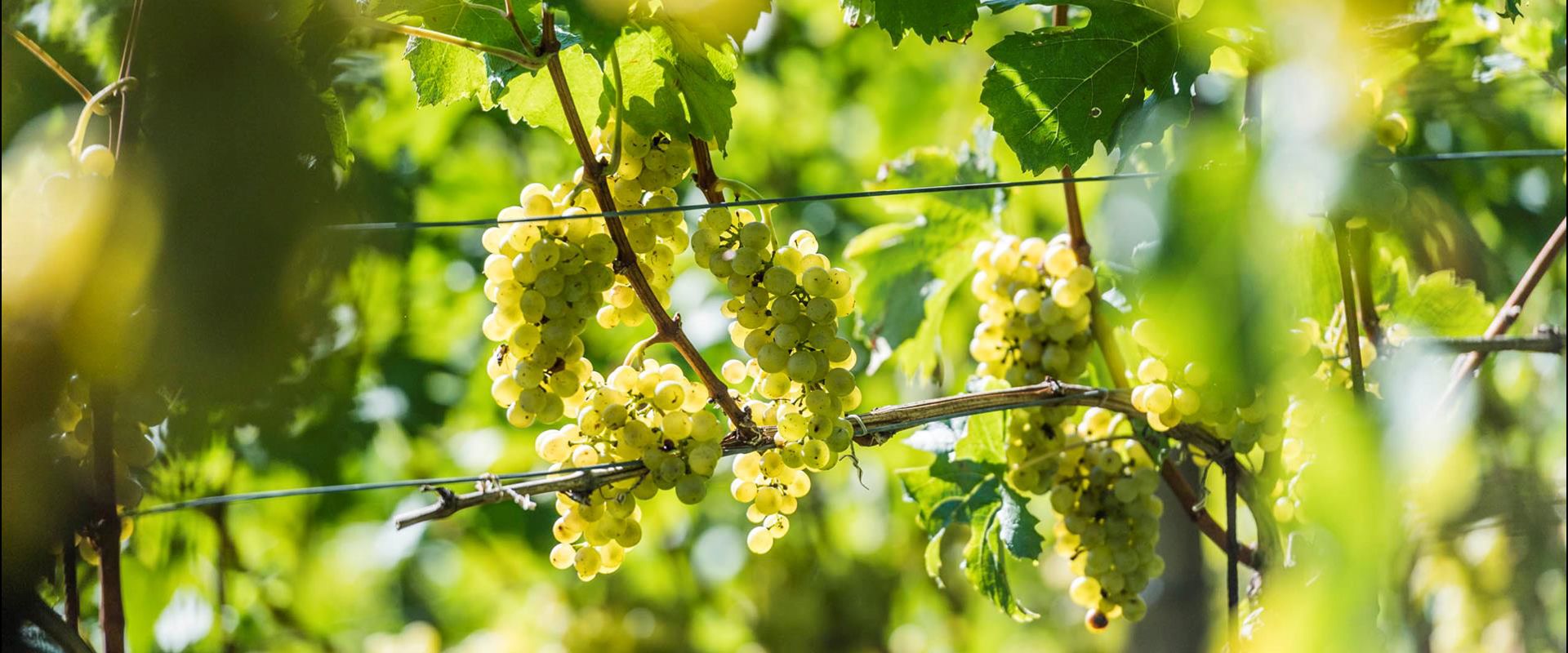 klausen-wein-eisacktalwein_hannes-niederkofler