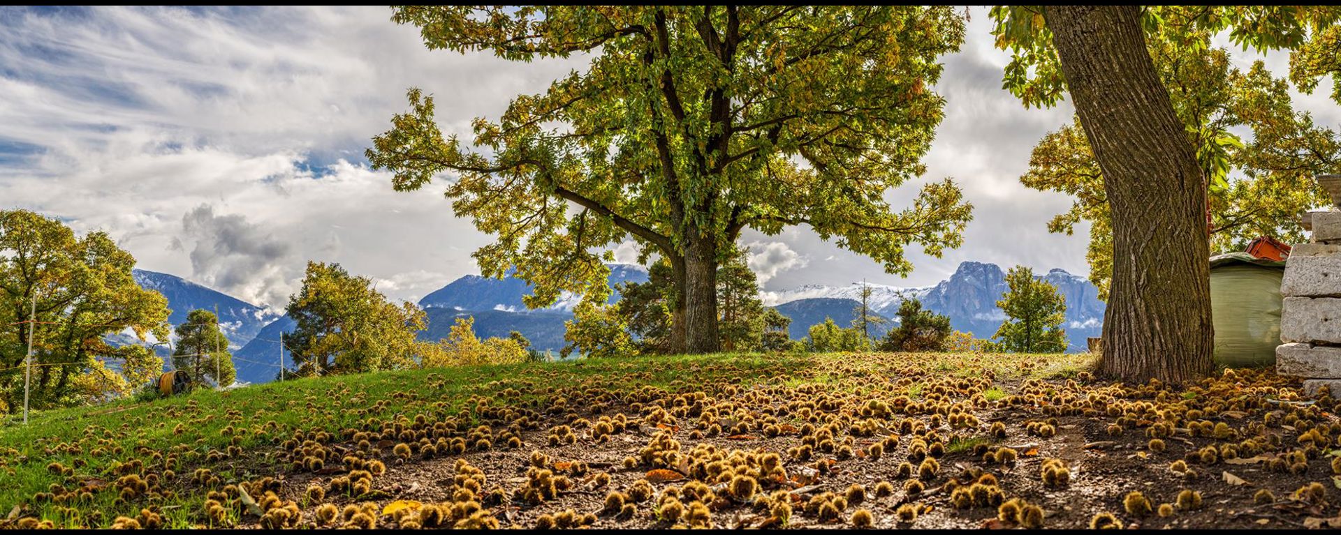 Chestnut trees