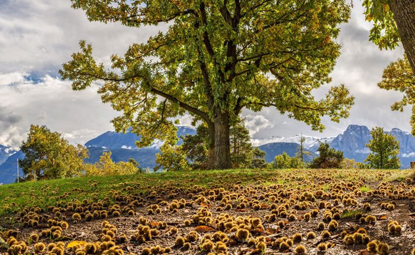 Chestnut trees