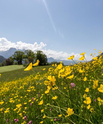 Eine blühende Wiese