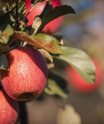 Apples on a tree