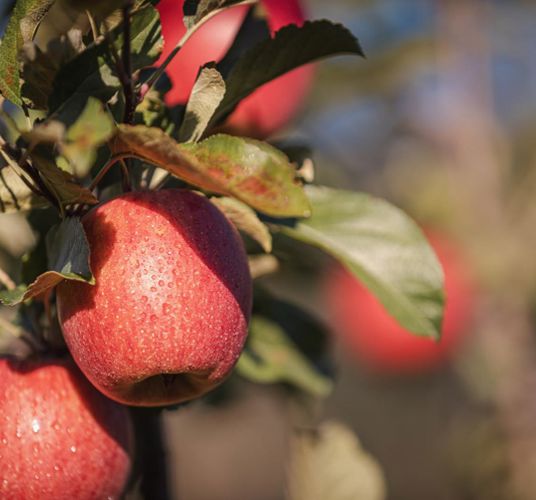 Apples on a tree