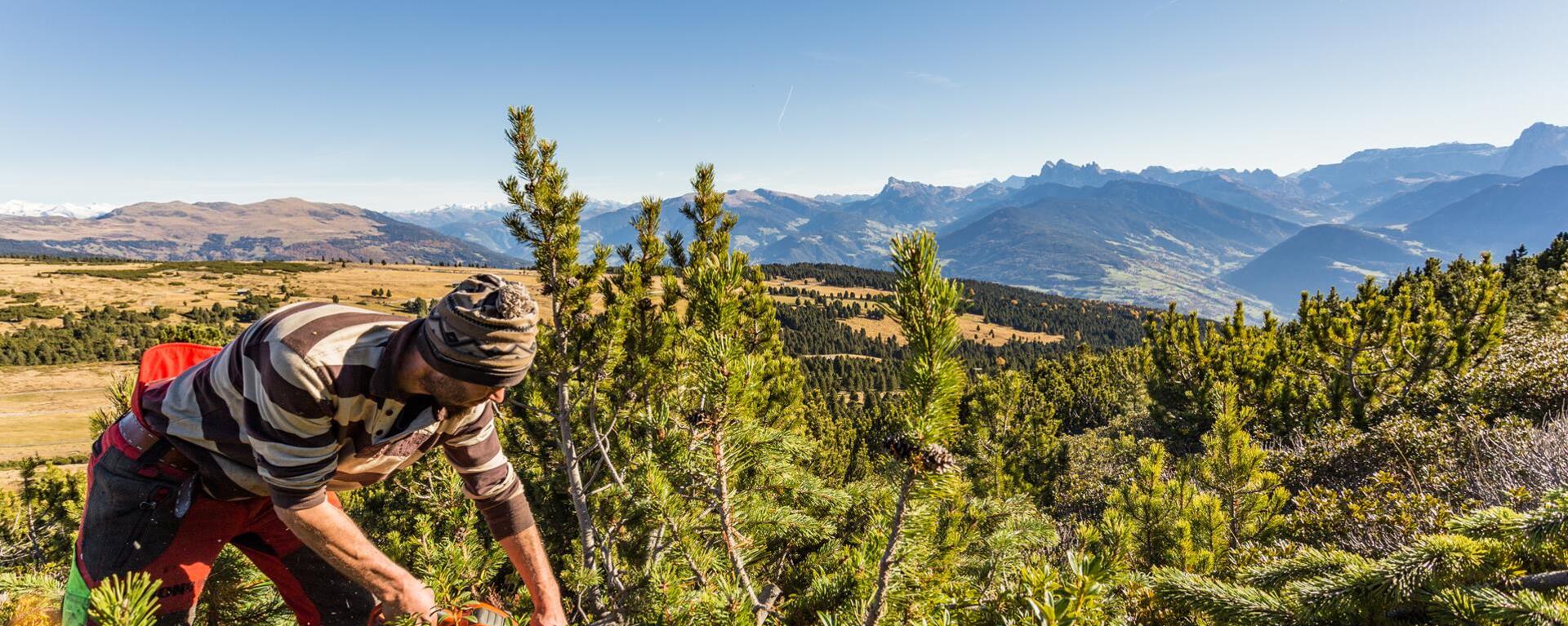The mountain pine is harvested