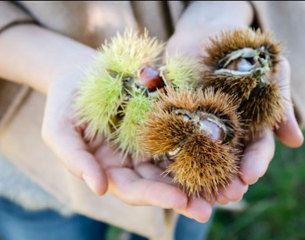 Castagne