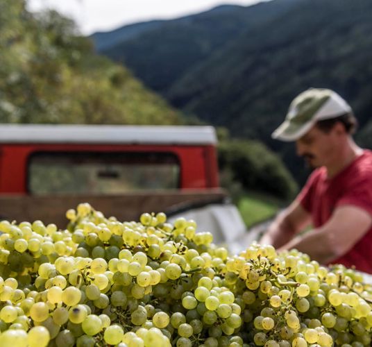White grapes