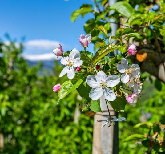 tv-sommer-150-mg-6931-bearbeitet