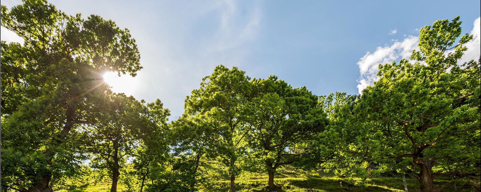 Frühling