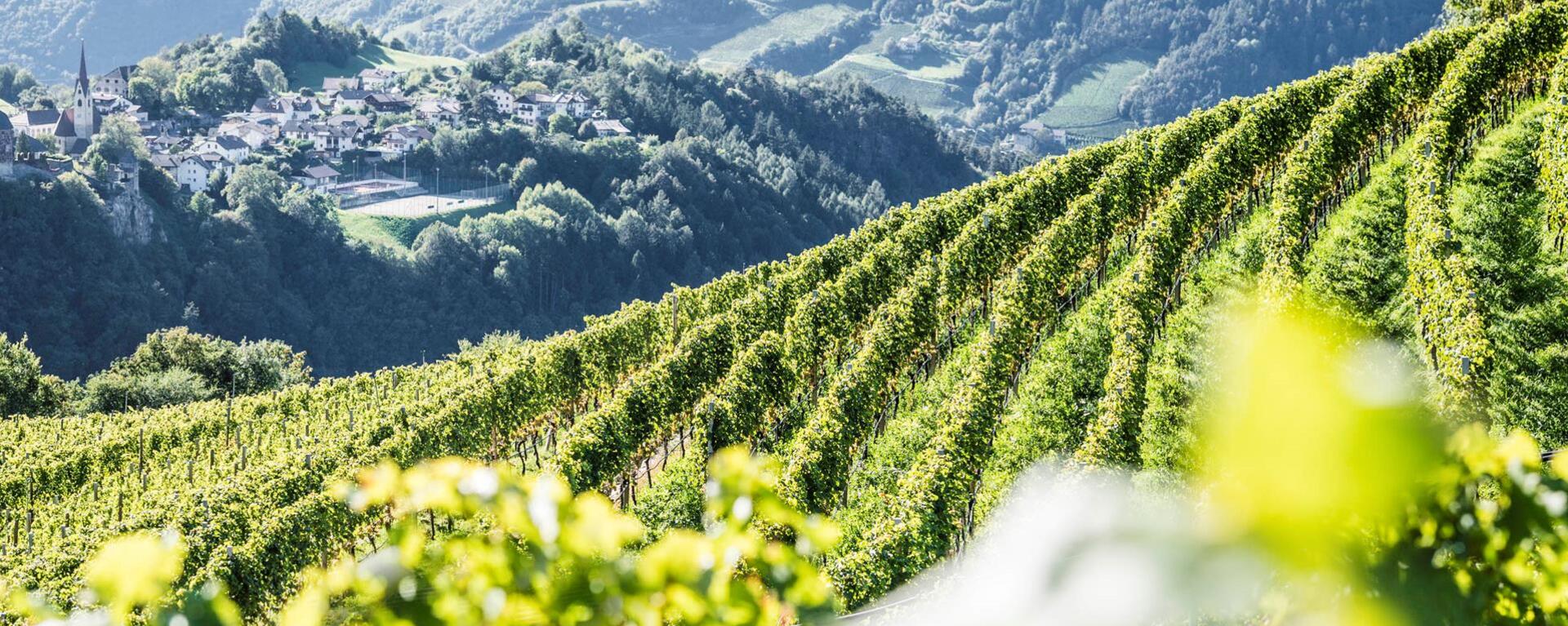 A vineyard