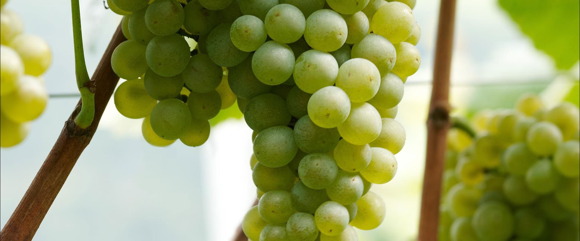 Pinot blanc grapes