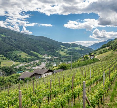 Vista dal Sentiero del Vino