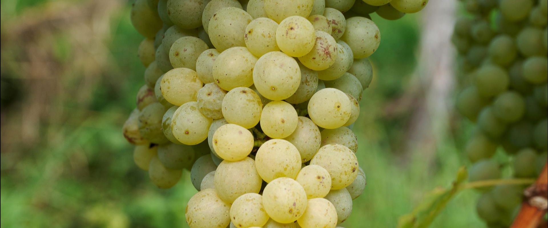 Müller-Thurgau grapes