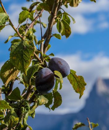 A plum tree with fruits