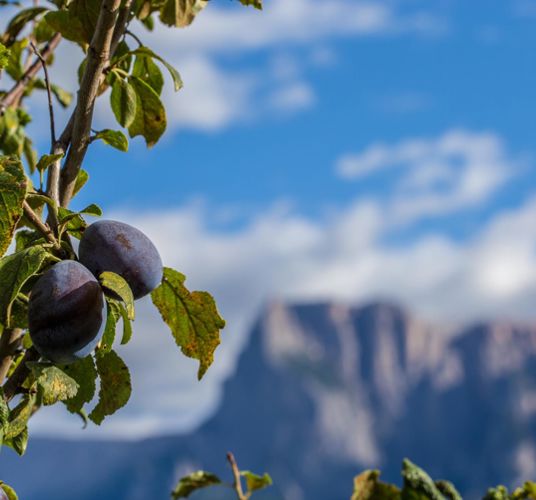 A plum tree with fruits