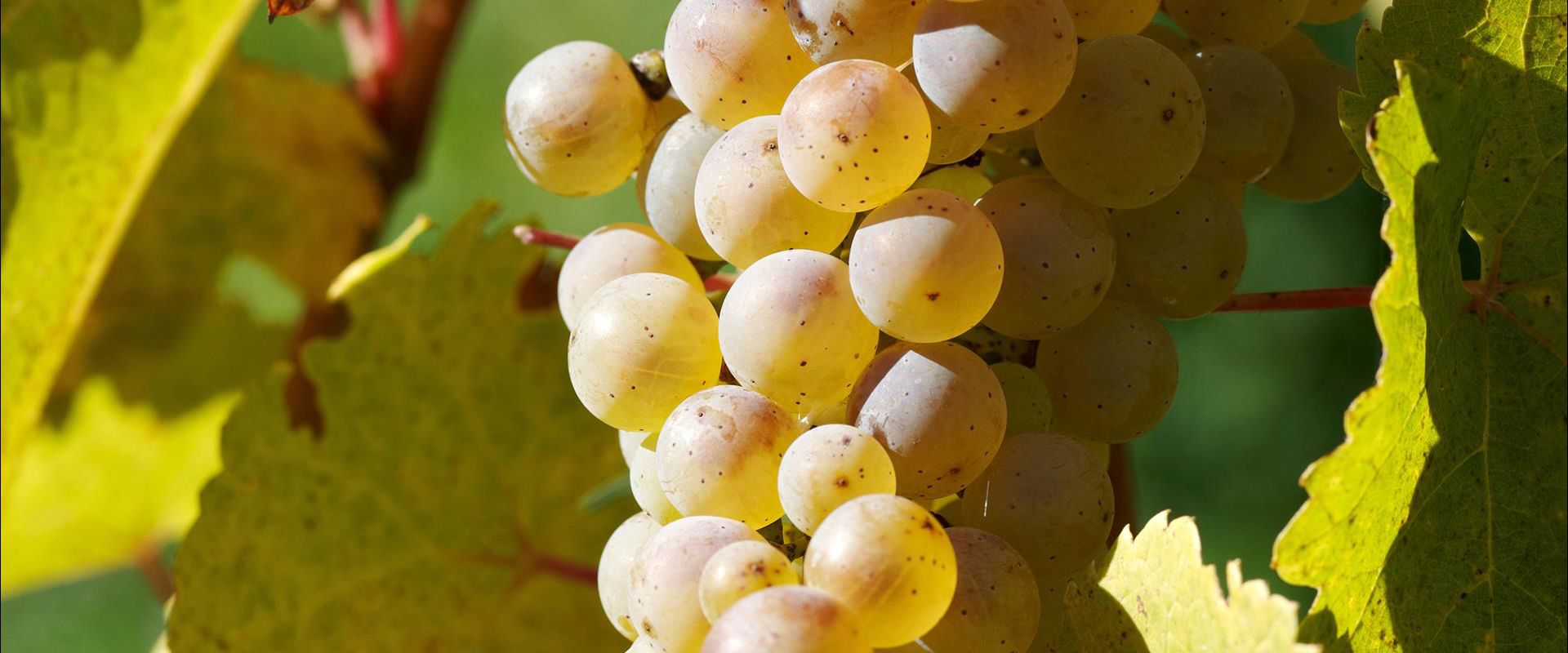 Riesling grapes