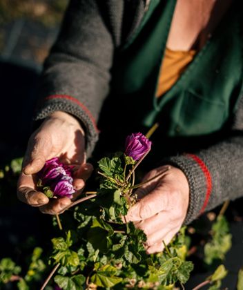 The herbs are harvested