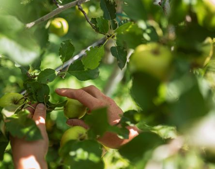 An apple tree