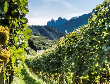 A vineyard in summer