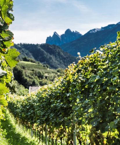 Ein Weinberg im Sommer