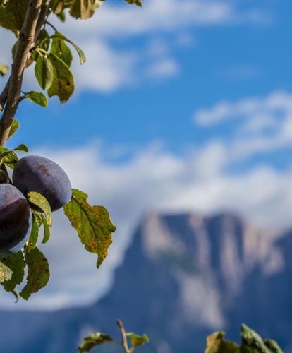 A plum tree with fruits