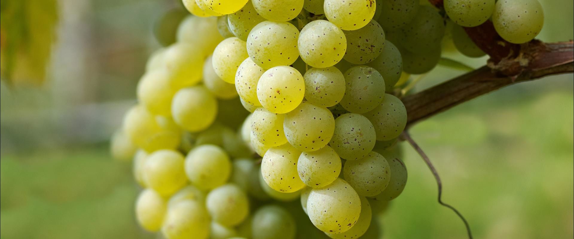 Silvaner grapes