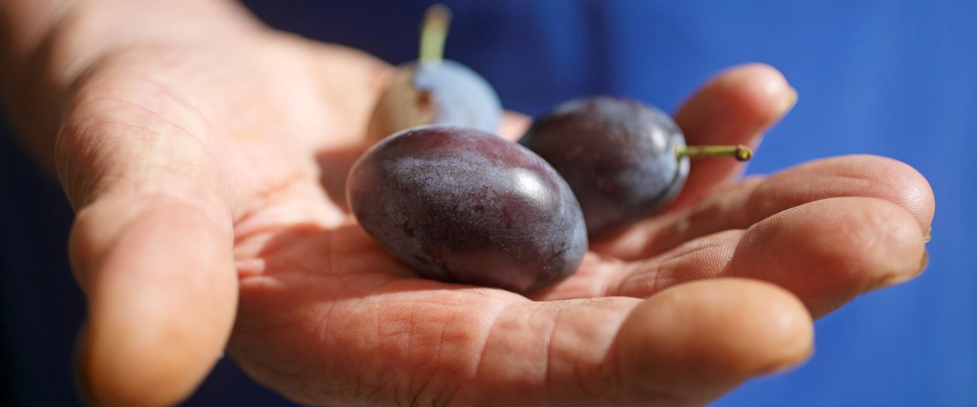 Barbian plums