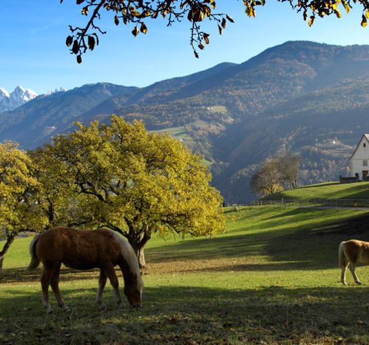 Da Velturno a Chiusa sul Sentiero delle Castagne