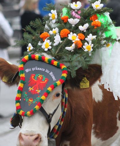 Kühe beim Almabtrieb