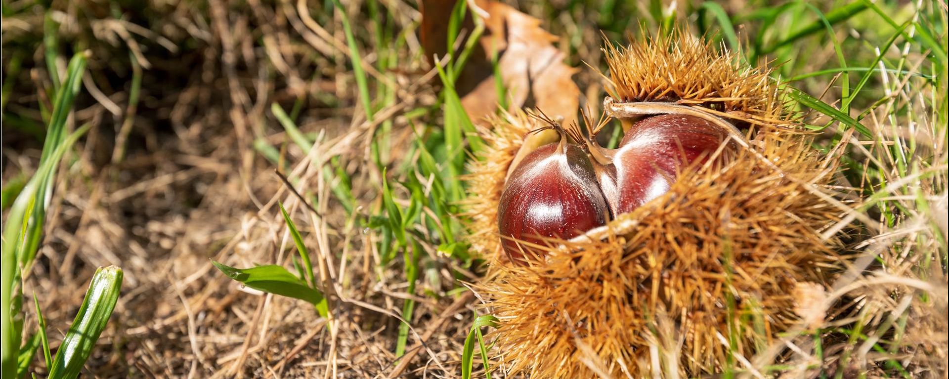 Una castagna con il guscio