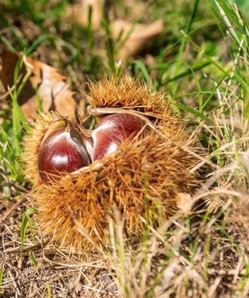 Eine Kastanie mit Igel