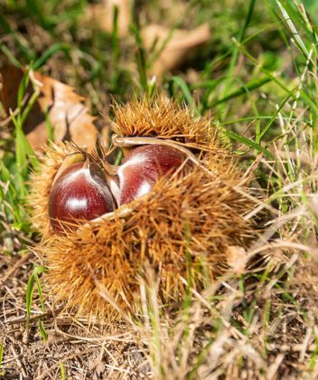Una castagna con il guscio