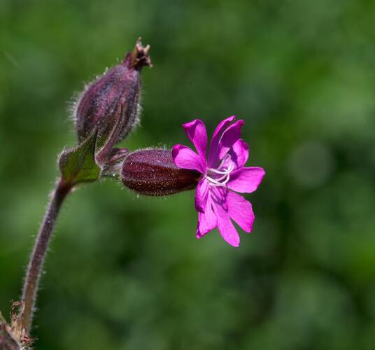 tv-sommer-127-mg-5860-bearbeitet