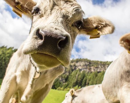 klausen-kuh-milch_wolfgang-gafriller