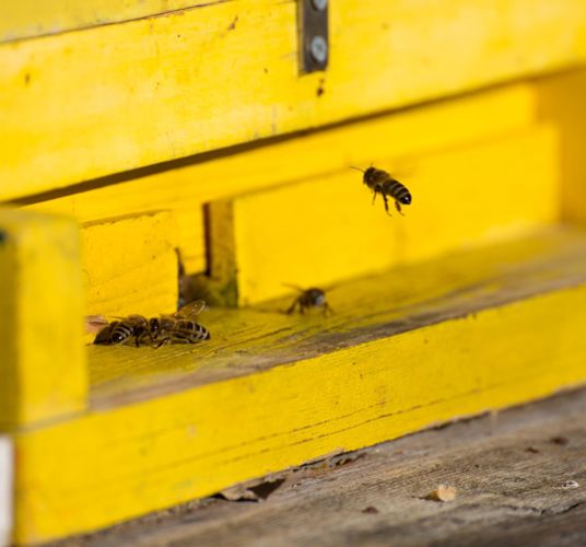 klausen-bienen-honig_wolfgang-gafriller