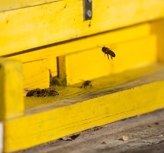 Bienen