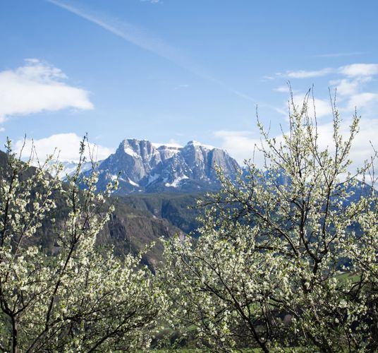 The Barbian plum trail in spring