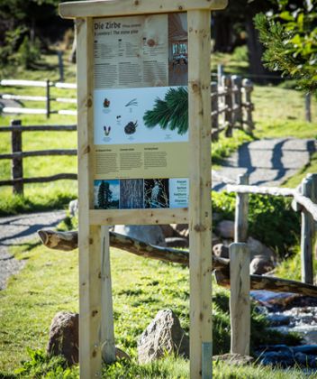 Swiss stone pine trail