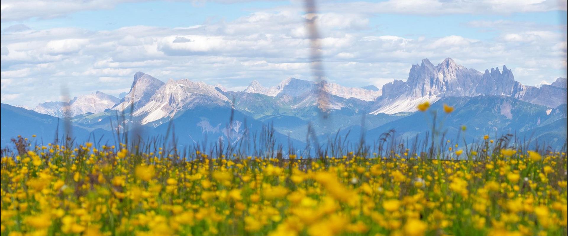 rene-gruber-dolomiten-blumen-kleinjpg