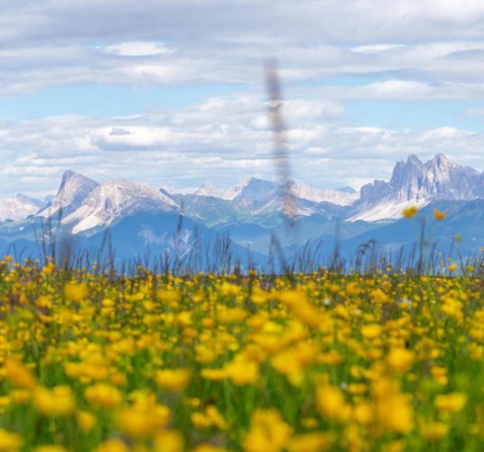 rene-gruber-dolomiten-blumen-kleinjpg