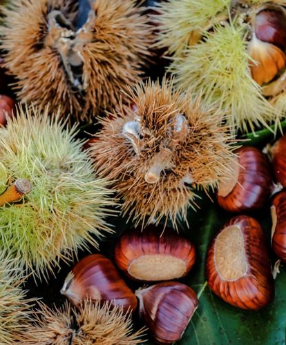 Chestnuts with and without their outer shell