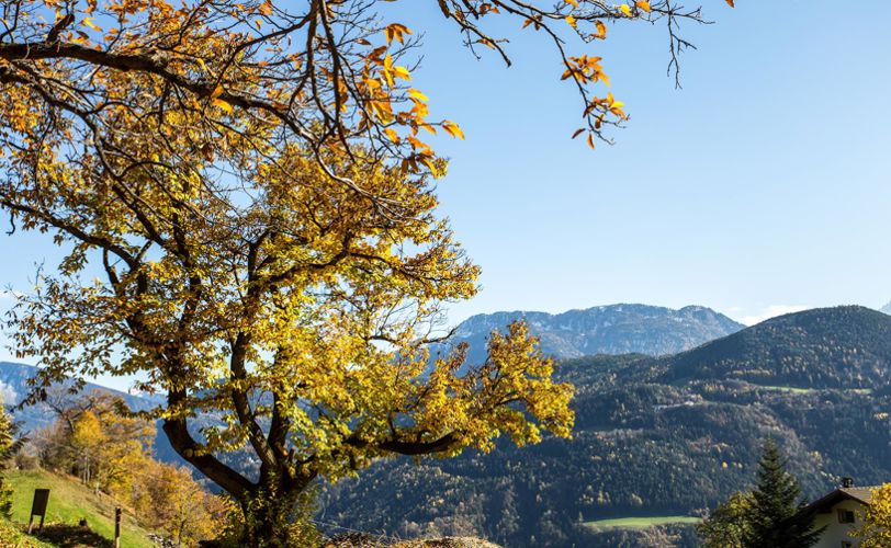 Ein Kastanienbaum im Herbst