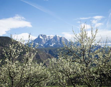 Il sentiero delle prugne di Barbiano in primavera