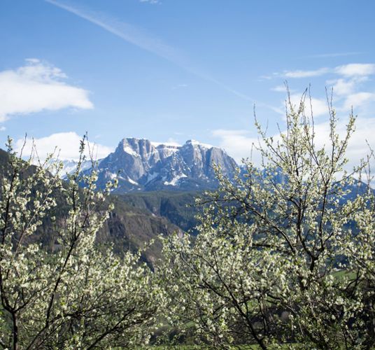 Il sentiero delle prugne di Barbiano in primavera