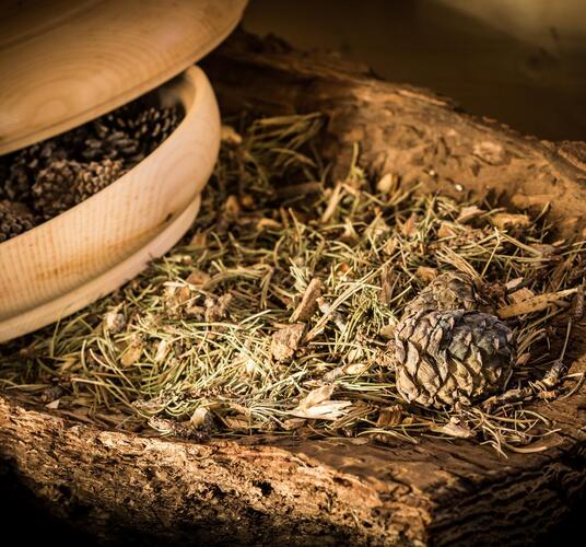 Dried mountain pine