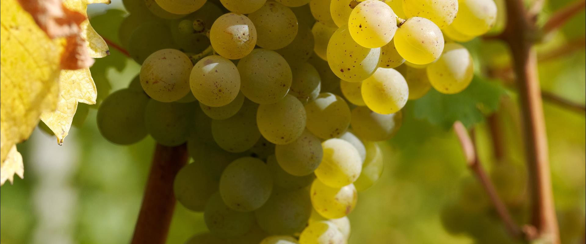 Grüner Veltliner grapes