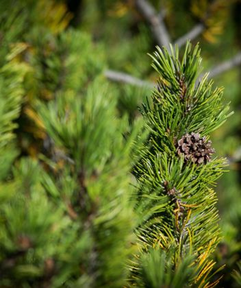 Suisse stone pine