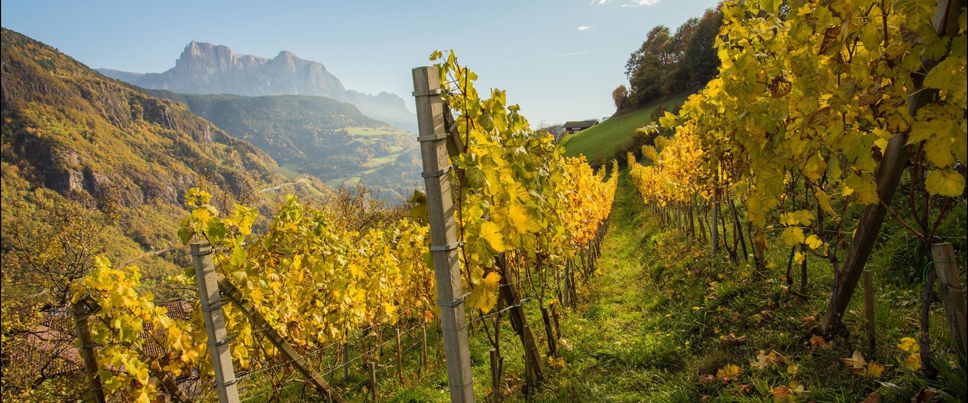 klausen-barbian-wein-weinreben-wolfgang-gafriller