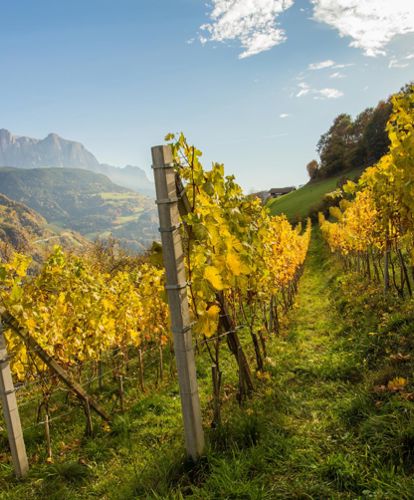 A vineyard in summer