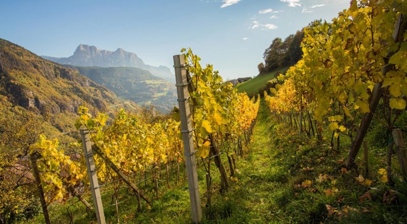 klausen-barbian-wein-weinreben-wolfgang-gafriller